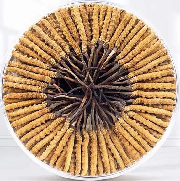 墨江冬虫夏草回收